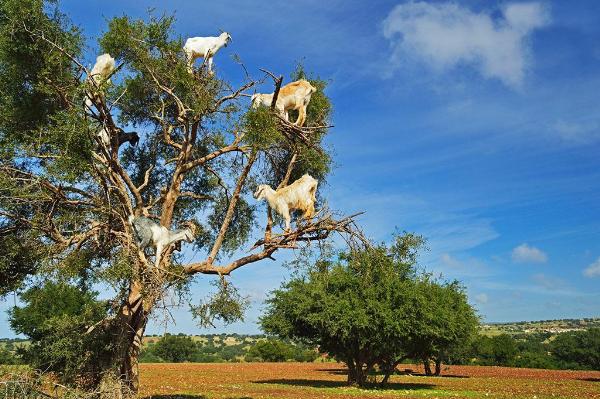 奇景羊上树, 这年头为混口饭吃的, 连羊都学会了爬树|山羊|奇景
