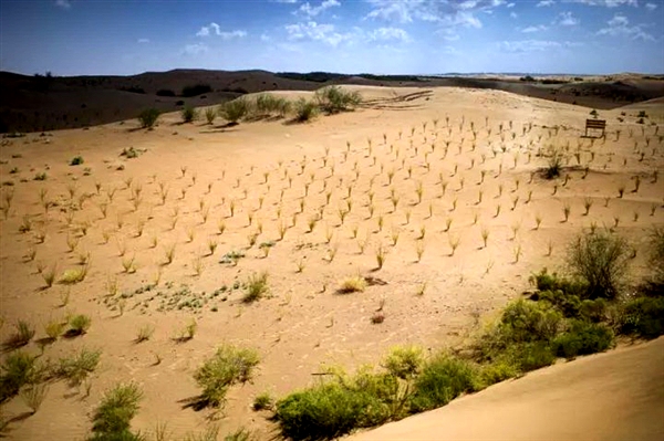 支付宝下的蚂蚁森林,居然真的长成了一片绿色长城