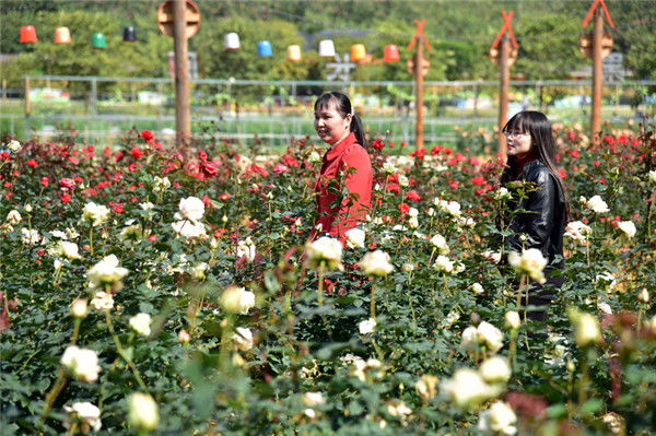 广州花都志惠农场玫瑰盛放,成为浪漫花之都,情人节约起|玫瑰园|广州