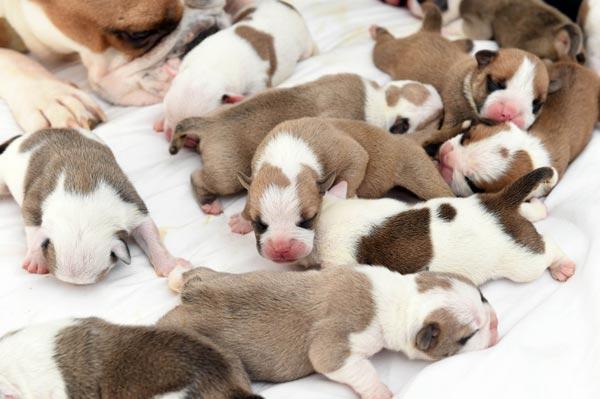 狗妈妈一胎诞下14只狗宝宝后,满脸骄傲的表情,真没谁了!