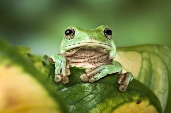 一组高清青蛙组图带你了解真正的旅行青蛙