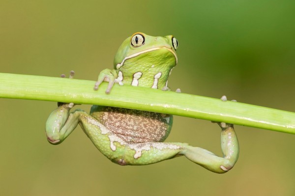 一组高清青蛙组图带你了解真正的旅行青蛙