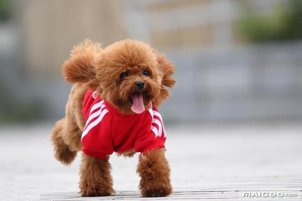 女生开的迷你型小汽车 五菱宏光迷你多少钱买得起