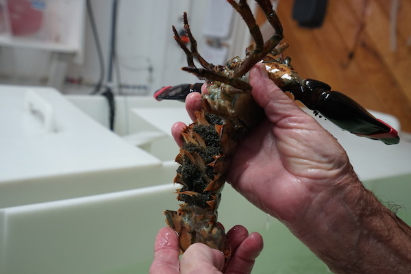 吃龙虾吃到腻?来加拿大新斯科舍省就可以