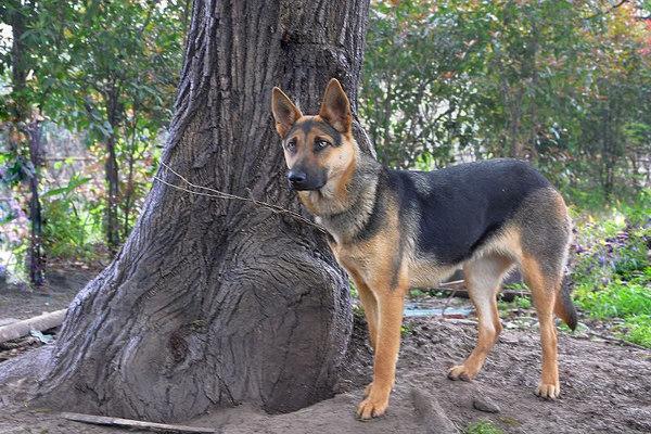 它就是中国最优秀的军犬昆明狼犬