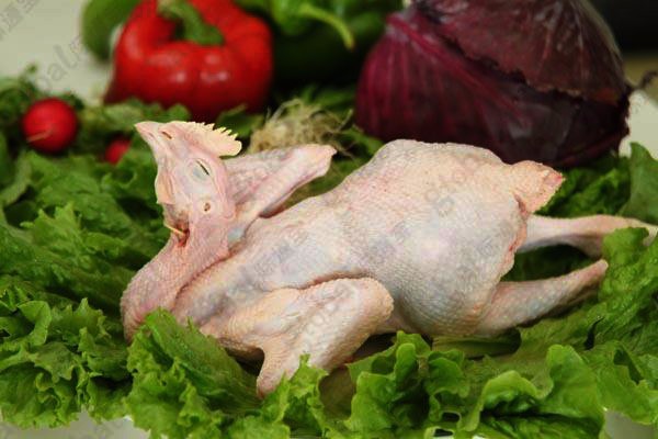 杭州萧山鸡民间几乎绝种 日本人曾经拿一辆豪车换100只种鸡蛋