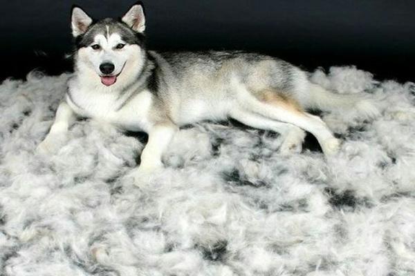 宠物毛发的护理,时刻保持坚韧和顺滑!防止掉毛