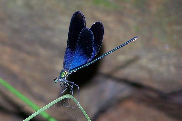 地球上眼睛最多的昆虫,360度无死角,飞行时有轰炸机一般的声音|蜻蜓