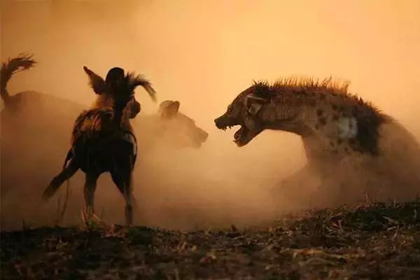 非洲动物战斗力排行第一名居然是它