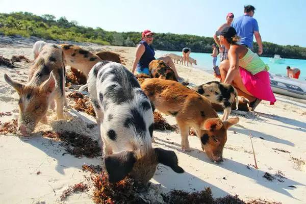 bahamas 猪岛|想做一只猪,面朝大海,每天游泳,抬头就吃