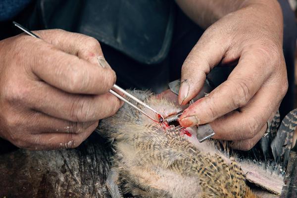 几分钟时辰,一只小鸡就变成了阉鸡.阉好的小鸡一样平常伤