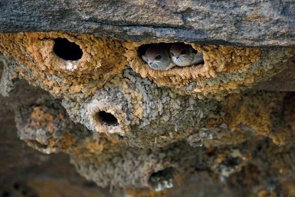 石蛾石蛾是排名第五的建筑专家,因为它们能用任何东西造房子.