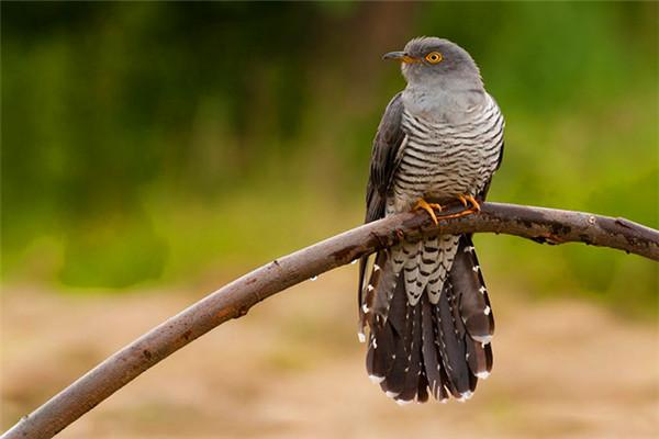 这种鸟被我们歌颂了上千年 真实的性格却是猥琐狡猾又奸诈!