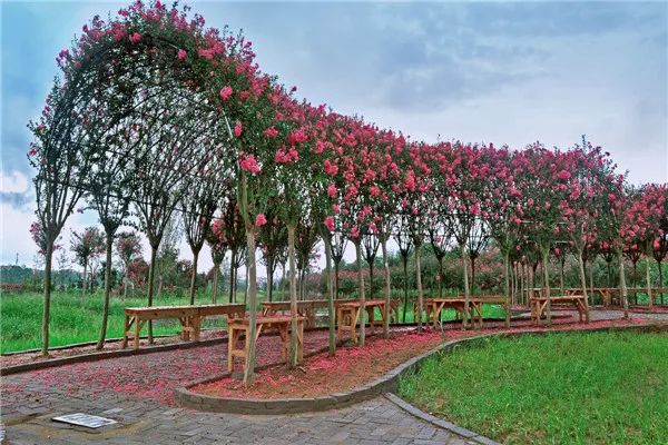 紫薇花海文化休闲旅游景区