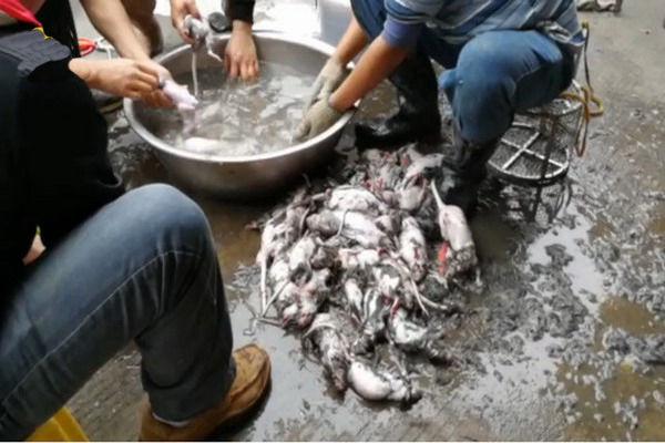 广东餐馆街边杀鼠, 开水褪毛, 大厨称老鼠比鸡肉更有营养