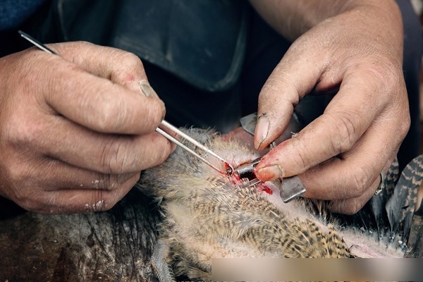 子般的阉鸡刀飞快地切开一条道子,再用一把两头带钩,俗称"铁弓"的工具