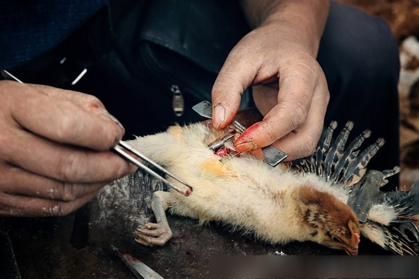 首先要把小鸡的脚和翅膀固定住,为了防止它乱窜,然后在进行手术的地方