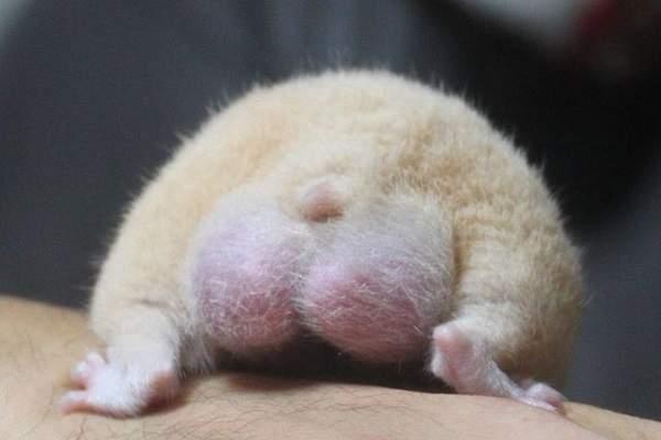 甚么,仓鼠也有尾巴,这么说来从来都没认真看过它们藏在屁屁尾巴欸