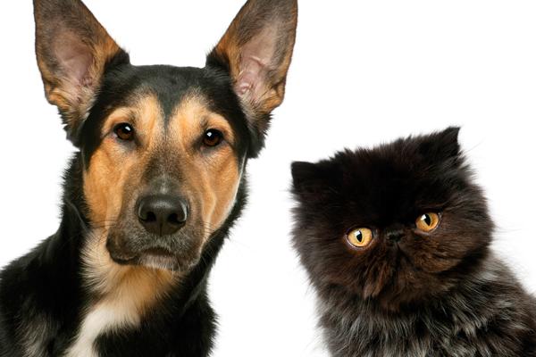 老鼠和猫是死对头,那么狗狗为何和猫咪是死对头呢,一起来解密!