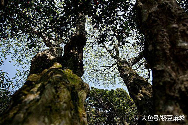 外国人远赴千里来中国, 只为看这颗树, 目前全世界只有这一棵!