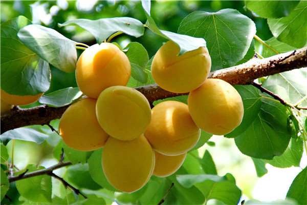 揭秘新疆小白杏为何在内地卖火了,你们想知道原因吗?