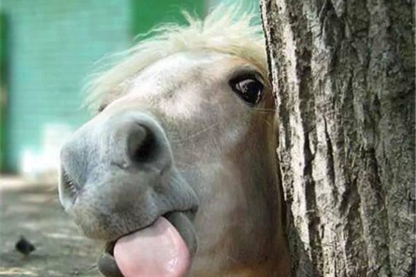 小奶马们对于生活在乡村或草原的小伙伴们来说,可谓是最完美的宠物了