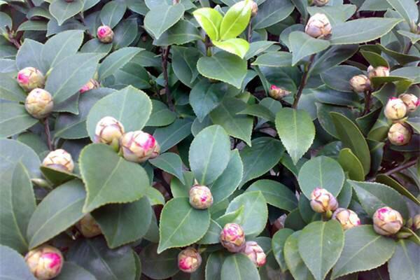 新手养花我家的茶花满头的花蕾就是不开花怎么办一步全搞定