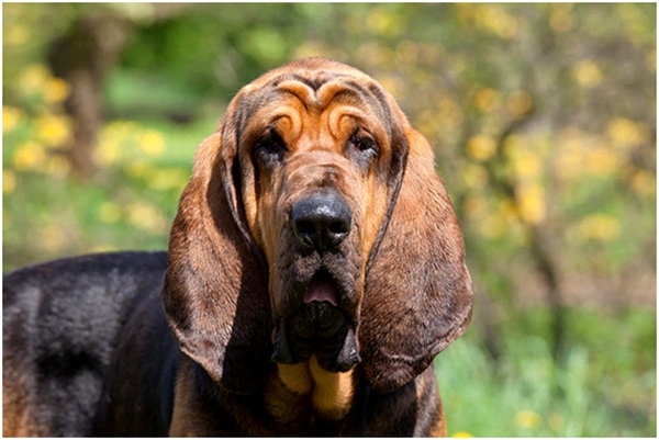 老资格,它们8世纪的比利时圣休伯特修道院,因此也被称为圣休伯特猎犬