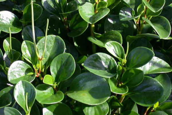 豆瓣绿豆瓣绿是胡椒科草胡椒属的一种多年生常绿草本植物,在野外多生