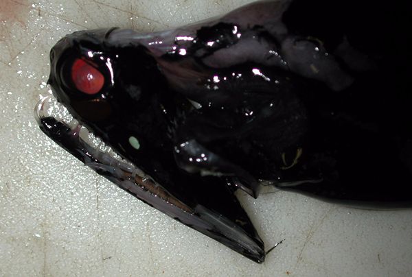 日本鱼怪虫图片
