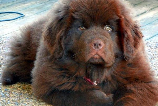 关于"犬中之王"高加索秘密