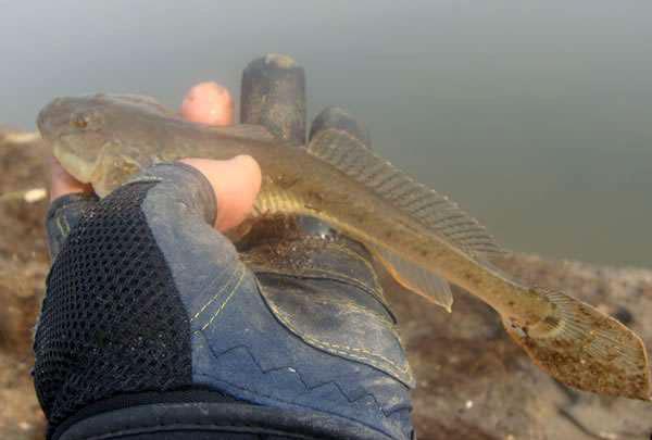 海边常能钓到的鱼,俗名叫"扔头"腮部有两块肉是最好吃的