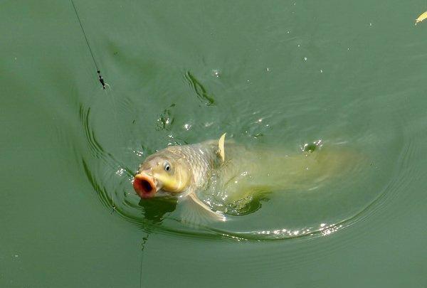 钓鲤鱼或其他大型鱼时,一定不要抛满杆,要留有余地.