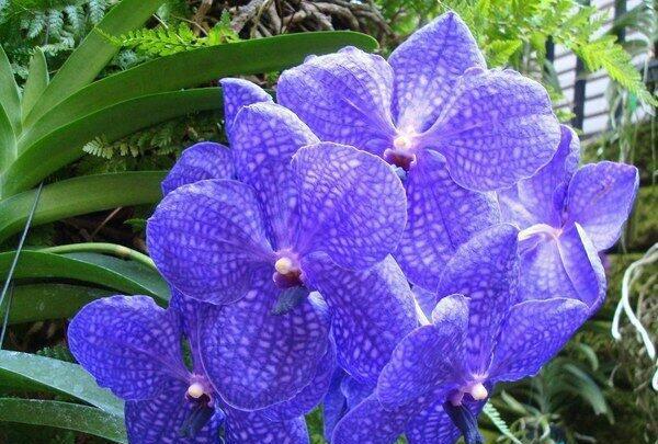 史上最美最罕见的兰花品种大全,看花眼了!