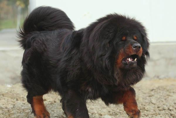 猛犬集结号:狗中的"姚明"世界大型犬类你知道多少?