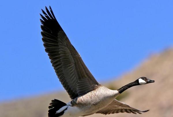 龙岩万宝惊现一群大雁,听说ta还有个撩味的名号!