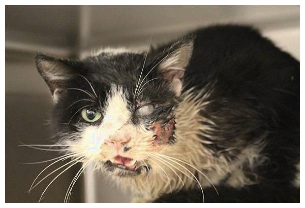 猫咪发出烂臭味,主人将它埋葬,没想到几天后它活了过来!