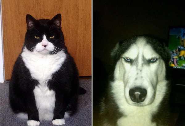 15张爆笑动物眼神图看那些动物们生气起来可以杀人的眼神