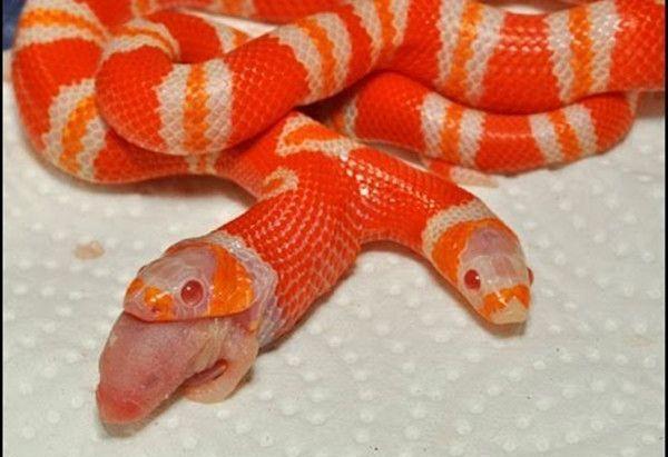 罕见双头红蛇 当它们进食时不怕自残吗