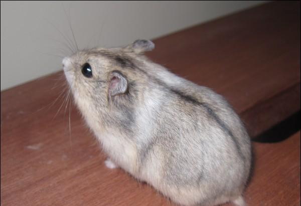 一线仓鼠的品种比较多.
