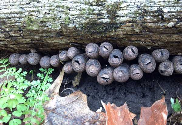 男子去野外探险, 踩到几根"手指",腿一软差点没吓哭