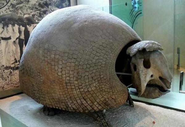 而最大的雕齿兽种群星尾兽长有一条一米多长的尾巴,还长有尾锤,但这个