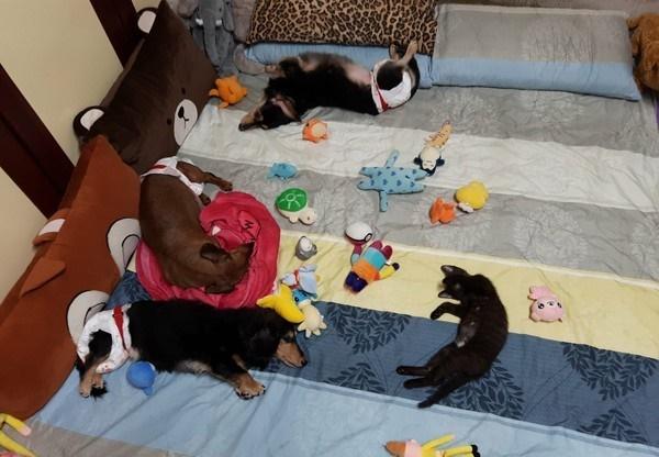 大早上黏人小黑猫抱住脚不让走 出门如同闯关|黑猫|闯关|黄宜_新浪