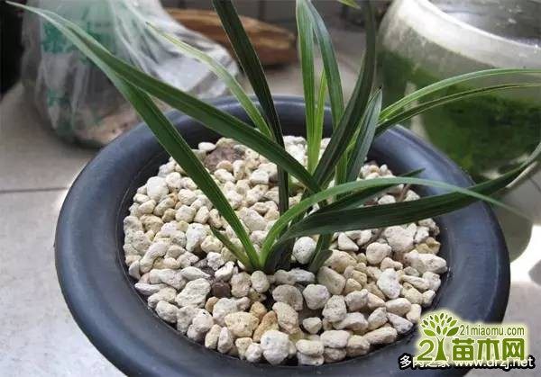 多肉植物种植用什么土好 17种多肉用土推荐