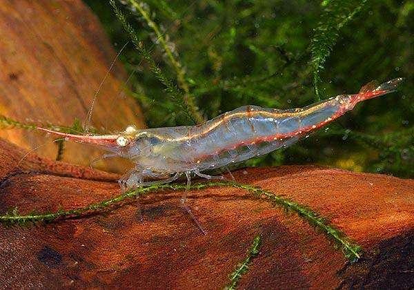 详细介绍关于红鼻虾繁殖的全过程