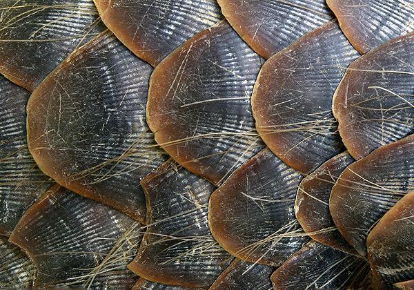 穿山甲鳞片的作用与功效