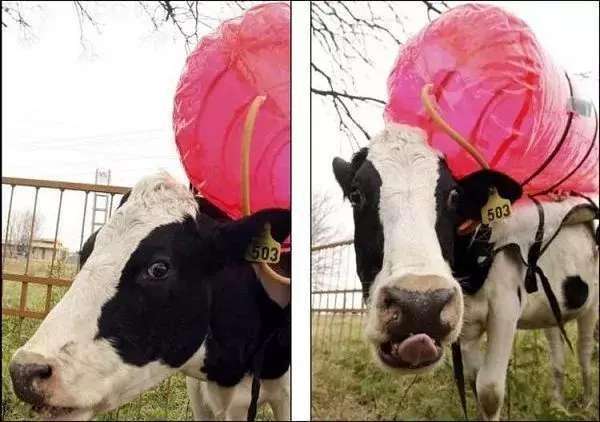 科学家发现牛屁藏着能源奥秘,一头牛一天的屁可让轿车行驶72小时