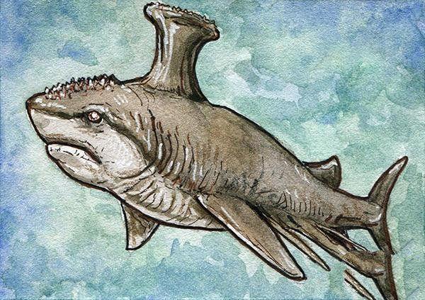 10,胸脊鲨:胸脊鲨,又名胸棘鲨或齿背鲨,是鲨鱼的祖先,生存于约3亿6000