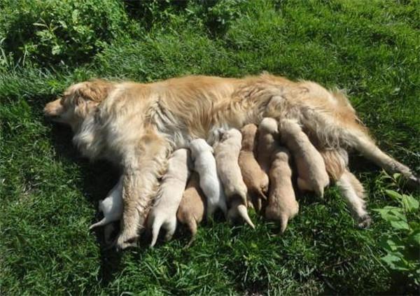 狗妈妈在街头临产生了一窝小狗崽,网友:比猪还能生!