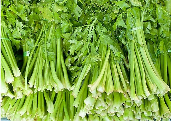 芹菜富含蛋白质,胡萝卜素和多种维生素,氨基酸以及钙,磷等矿物质.